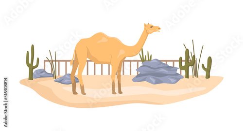 Camel in African natural reserve park  zoological garden bioreserve. Menagerie with animal habitat  conservation of exotic species. Flat cartoon  vector illustration