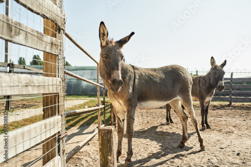 Donkeys grazing in paddock on farm or ranch