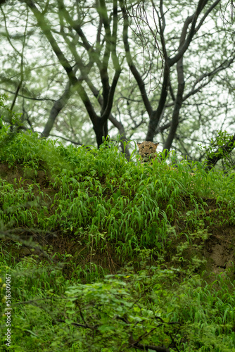 Fototapeta Naklejka Na Ścianę i Meble -  indian wild male leopard or panther camouflage face with eye contact in rainy monsoon season in natural green background during wildlife safari at forest of central india asia - panthera pardus fusca