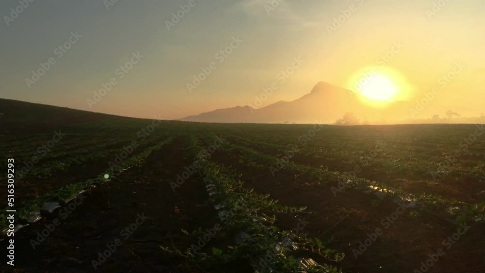 4k, Watermelon farming area in the south of Thailand, Watermelon farm, Watermelon field in sunray, Sun beam, Sun flar 4k, Watermelon farming area in the south of Thailand, Watermelon farm, Watermelon field in sunray, Sun beam, Sun flar