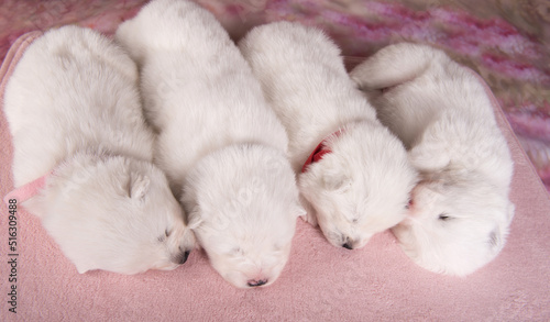 Four small two weeks age old cute white Samoyed puppies dogs © zanna_