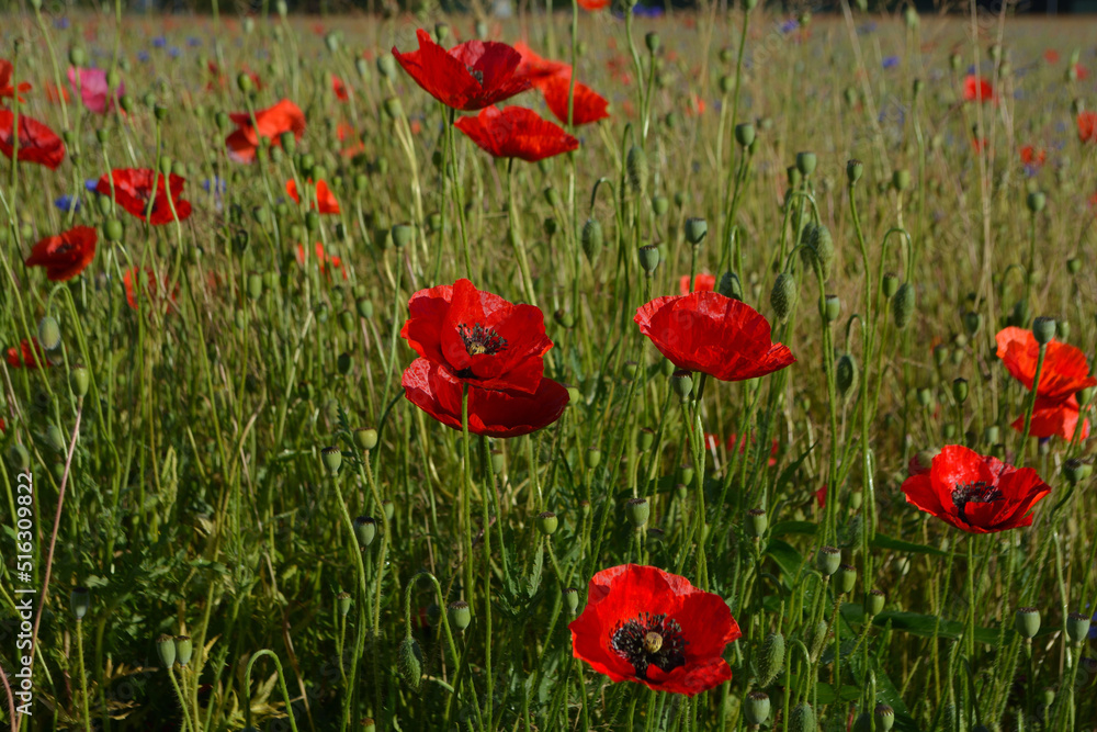Obraz premium Beautiful field of red poppies at Emmendingen, near to Kaiserstuhl
