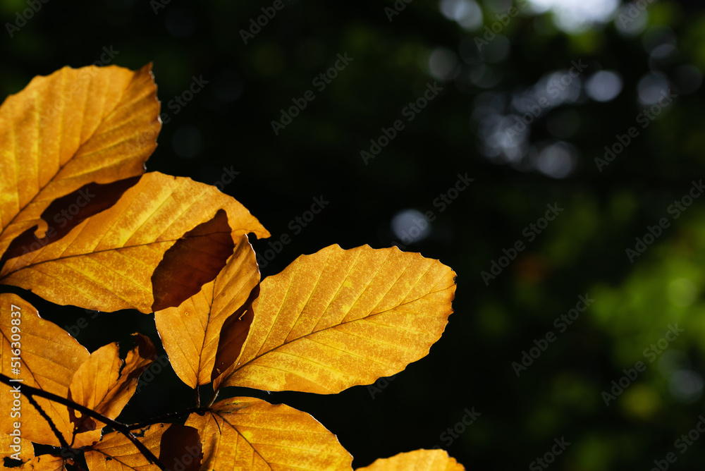 Fototapeta premium Autumn orange beech leaves shine through in the rays