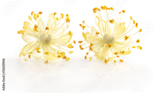 Linden flowers isolated on white background, close up