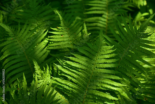 Plant background of large fern leaves. Summer sunny day. Beauty in nature. Forest trees.