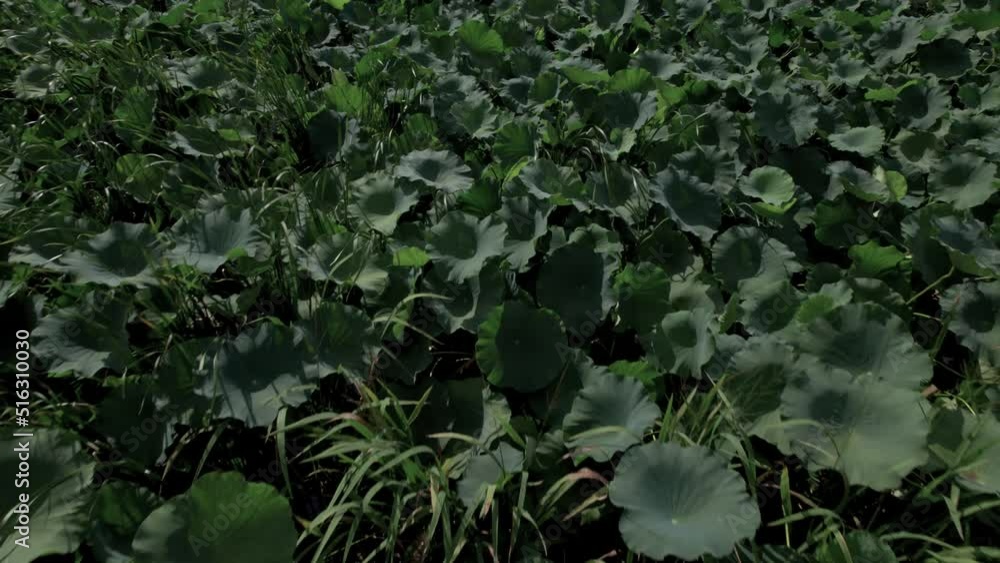 Aerial Drone of Leaves, grass and water lily pads in River Aerial Drone of Leaves, grass and water lily pads in River