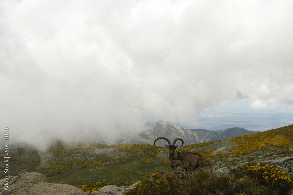 Naklejka premium macho montés en la sierra de gredos en primavera