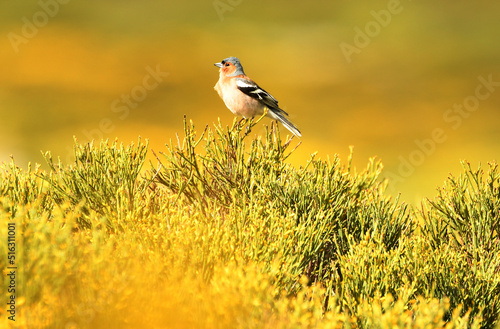 fauna en gredos entre piornos photo