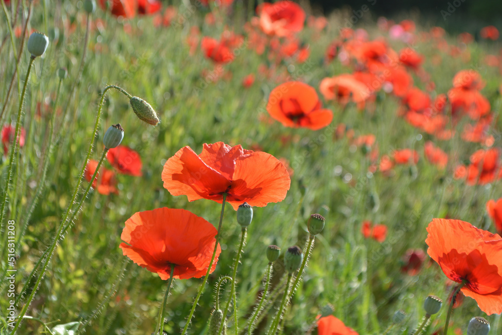 Obraz premium Beautiful field of red poppies at Emmendingen, near to Kaiserstuhl