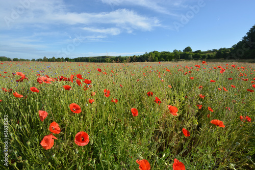 Beautiful field of red poppies at Emmendingen  near to Kaiserstuhl