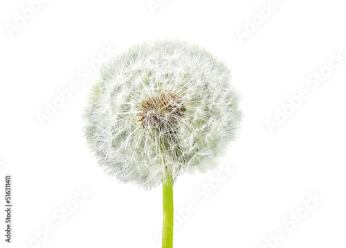 Dandelion with floaties isolated on white background. Pappus. Nature  summer time concept. High quality photo