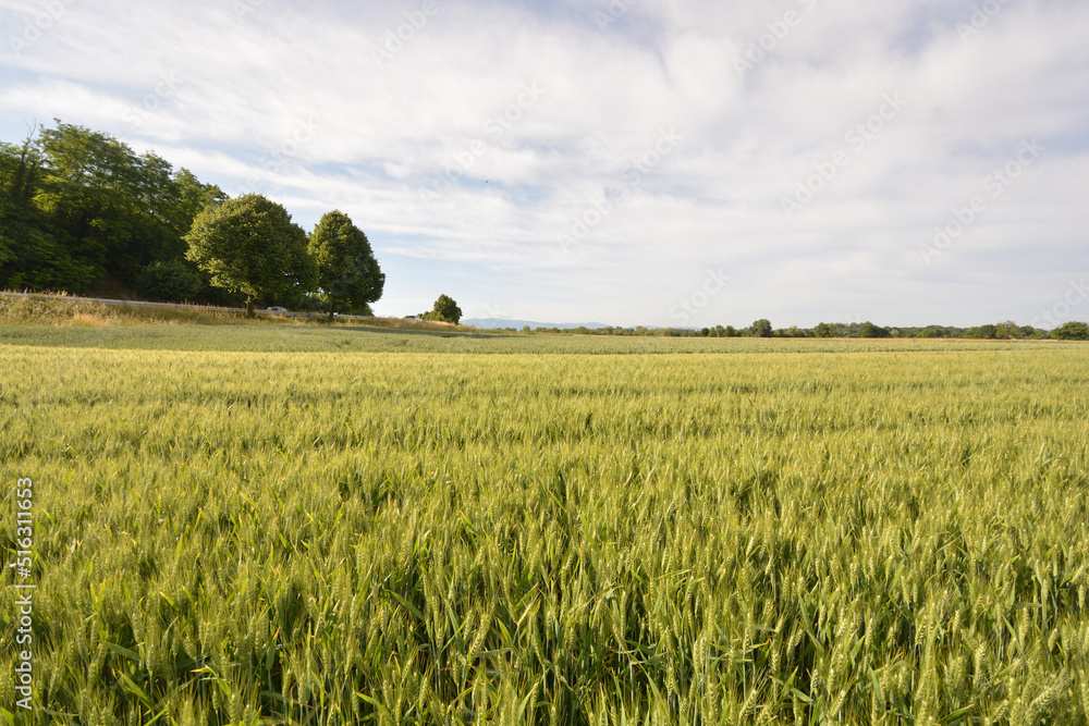 wheat field in the early morning at Kaiserstuhl, south of Germany