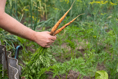 Work in the garden. Harvest carrots