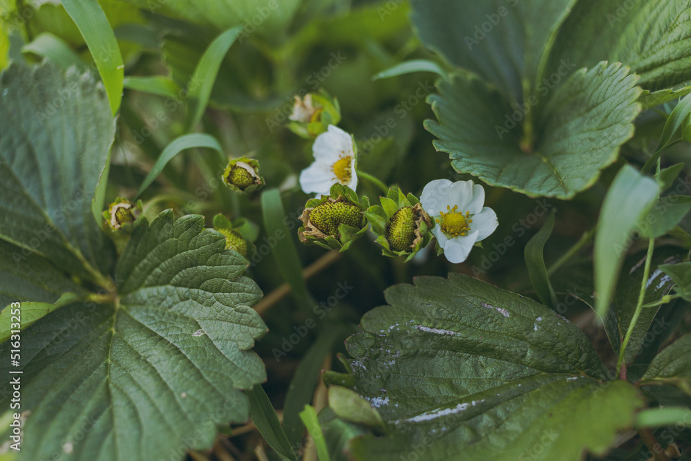 Strawberries growing on a farm Strawberries growing on a farm