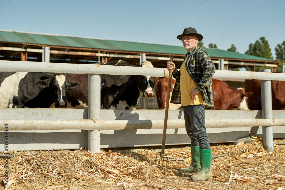 Mature male farmer with rake near cows on farm Mature male farmer with rake near cows on farm