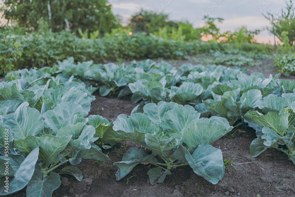 Naklejka premium Big green cabbage growing in the vegetable garden