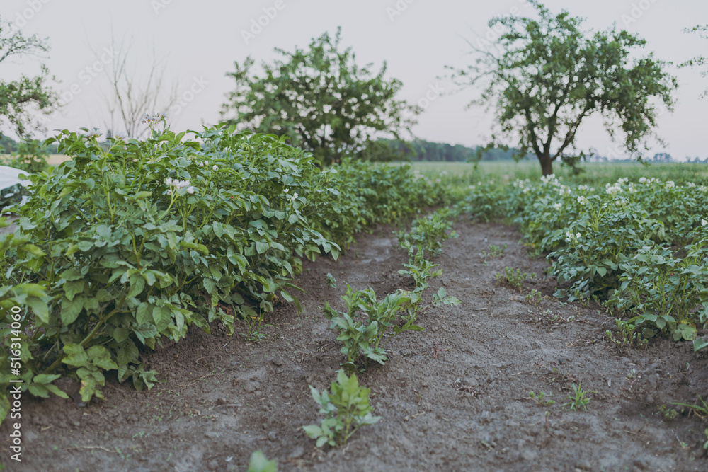 Potato blooms on the farm