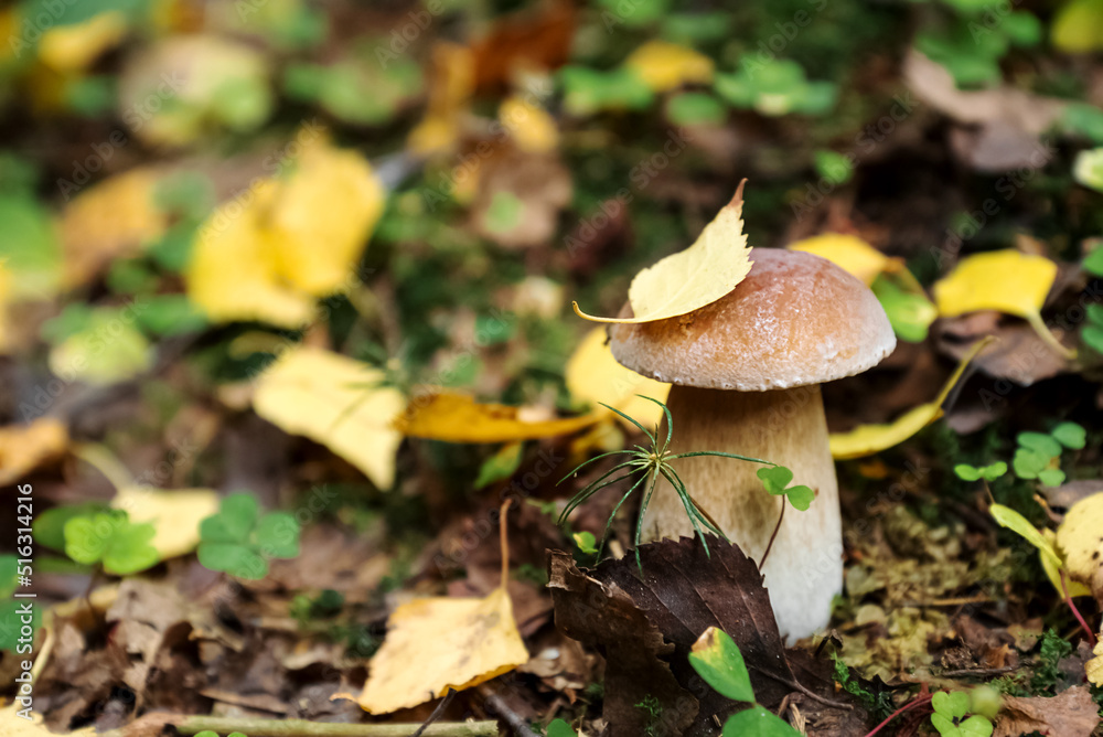 Boletus mushroom with yellow birch leaf on cap grows in forest Boletus mushroom with yellow birch leaf on cap grows in forest