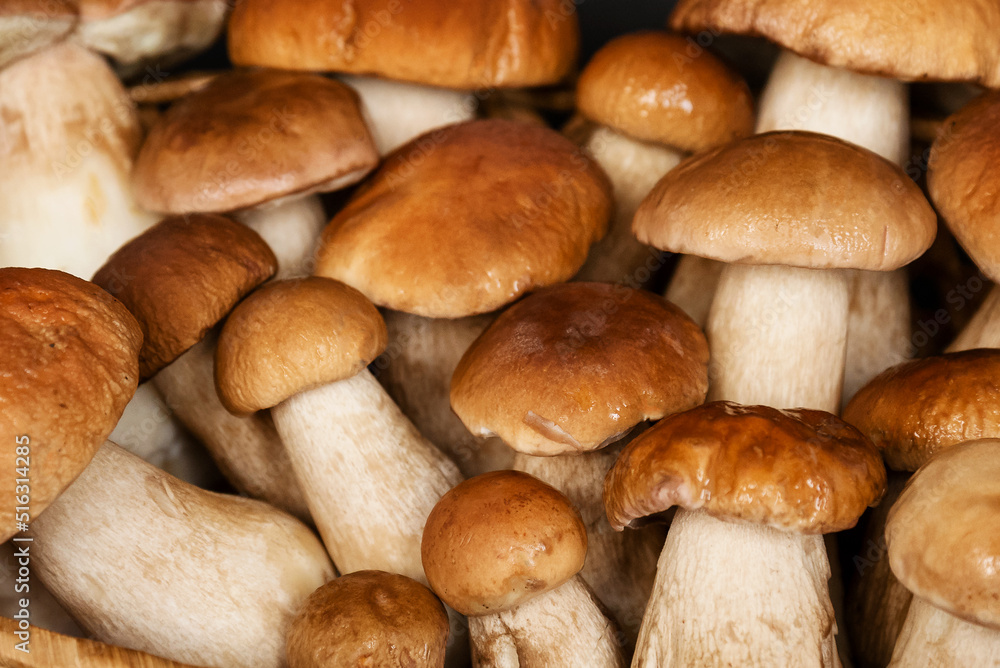 Group of harvested boletus or porcini mushrooms close up background Group of harvested boletus or porcini mushrooms close up background