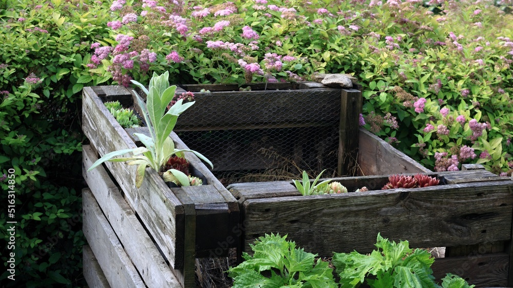 Detail of composter with organic waste from pallets in garden. Reusable concept. Container frame decorated with cobweb common houseleek, Sempervivum tectorum and mullein