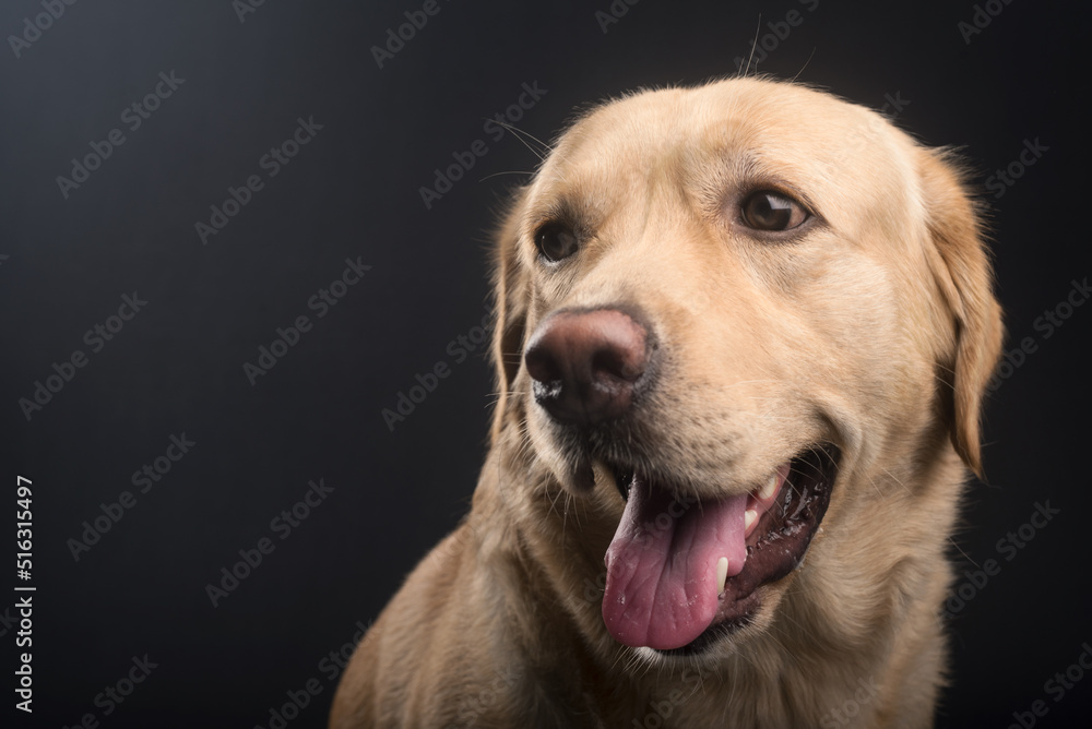 Side pose of a yellow Labrador retriever dog with his tongue out, shot in Studio with black background