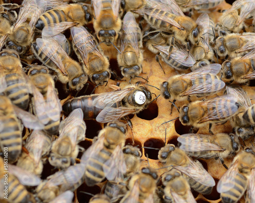 Pszczoły na plastrze z królową
