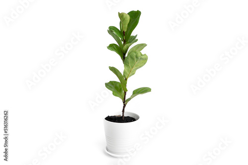 Fiddle-leaf fig plant on white ceramic pot with isolated white background