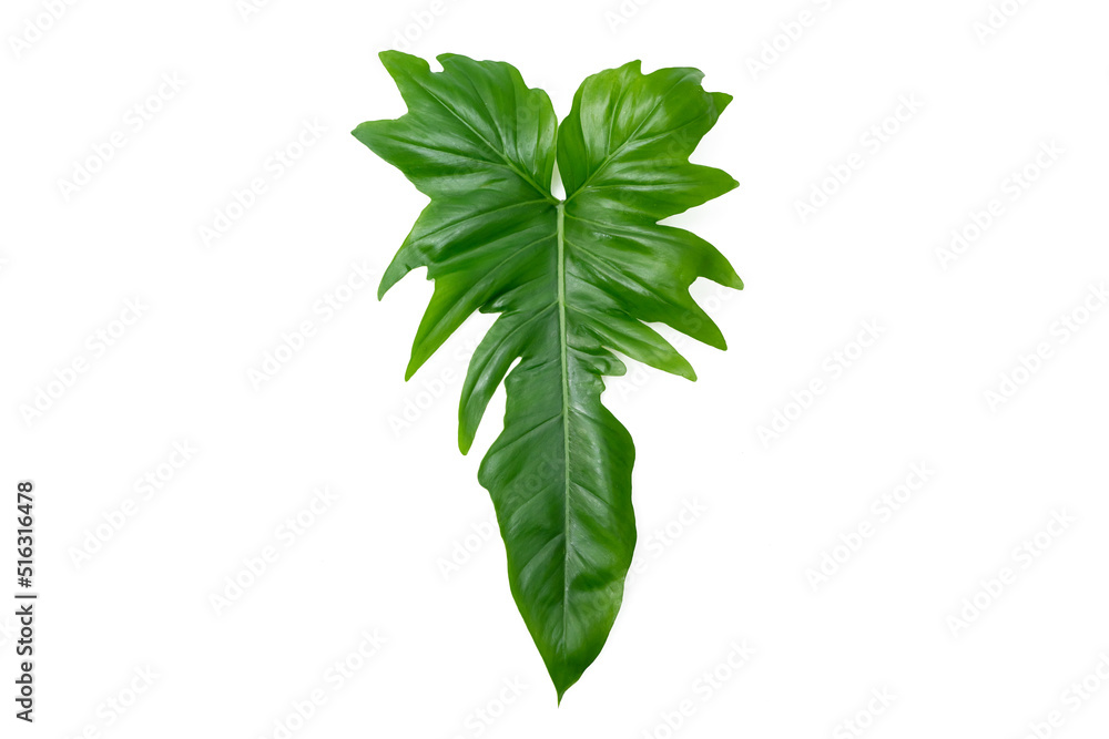 Philodendron Golden Dragon leaf with isolated white background Philodendron Golden Dragon leaf with isolated white background