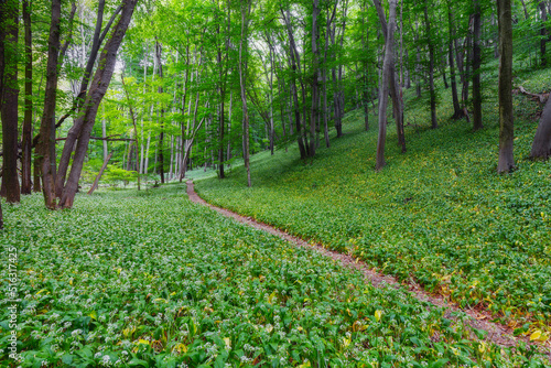 Fototapeta Naklejka Na Ścianę i Meble -  Path running through wild garlic in Mecsek mountains in Hungary