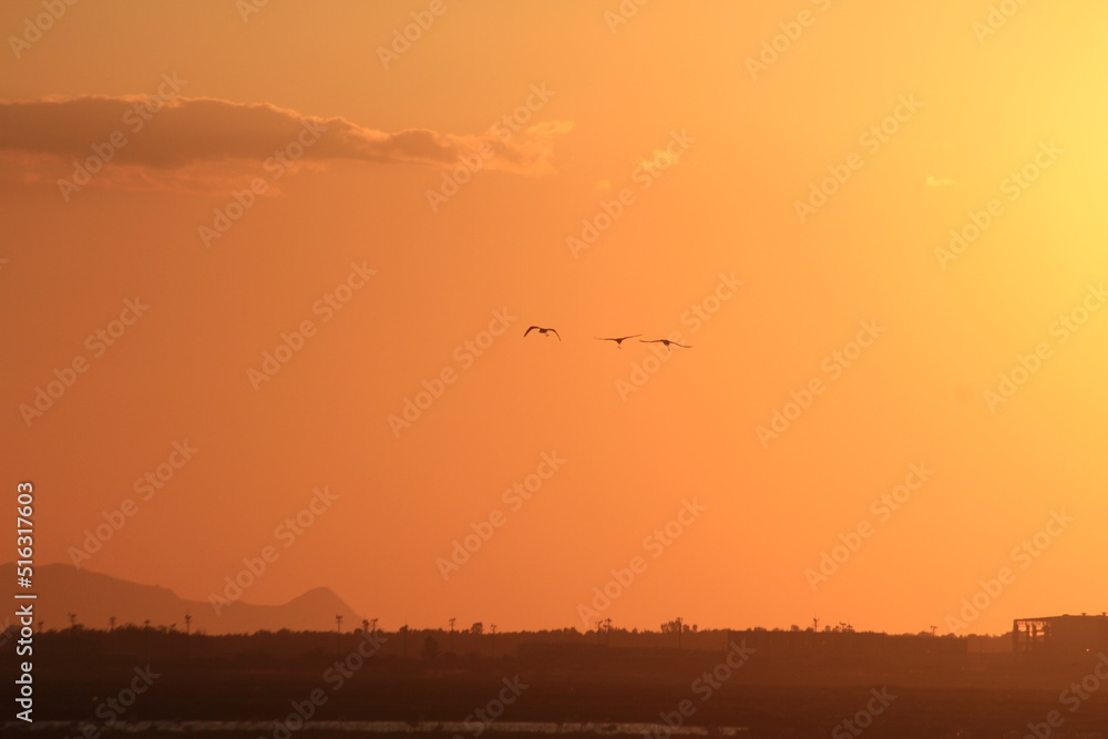 sunset and silhouette flamingos