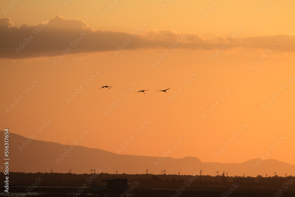 sunset and silhouette flamingos