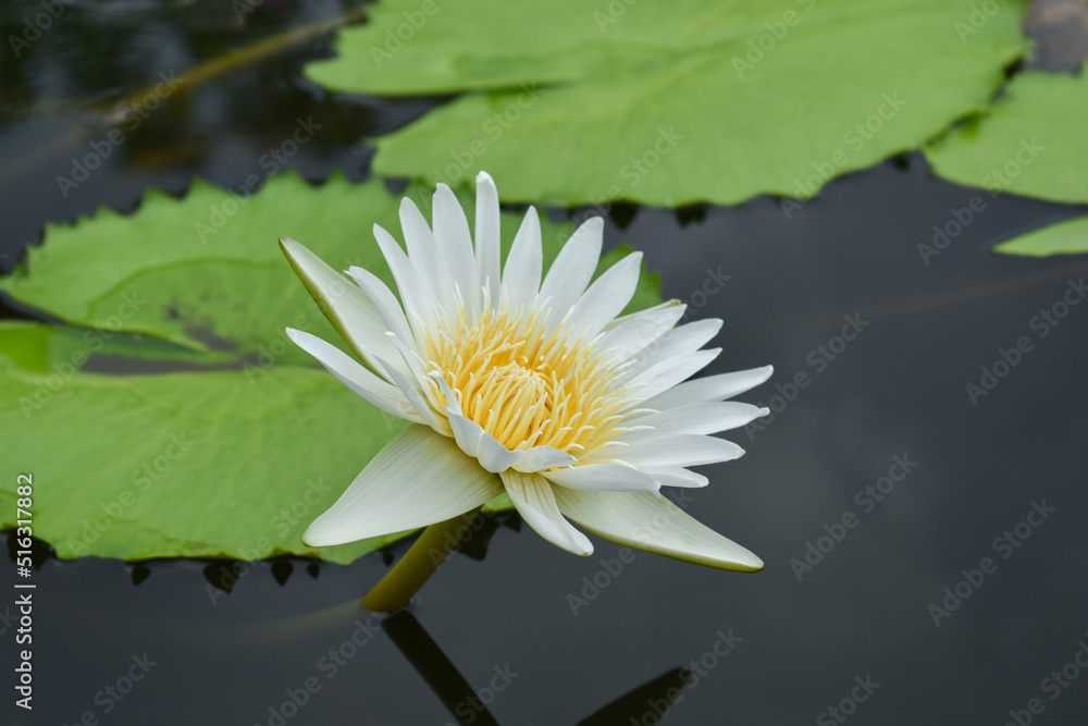 water lily or lotus flower in pond water lily or lotus flower in pond
