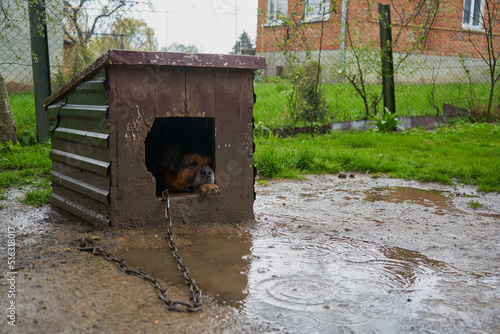 the dog sleeps in the doghouse,it is raining and the dog is sleeping in the doghouse