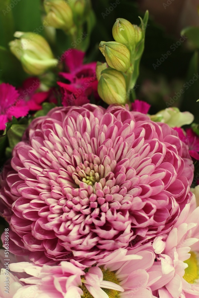 Fototapeta premium pink chrysanthemum flowers