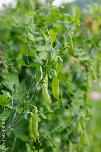 Green peas grow in the garden, plant leaves.