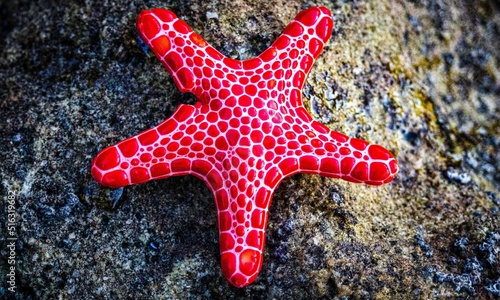Starfish Background Very Cool
