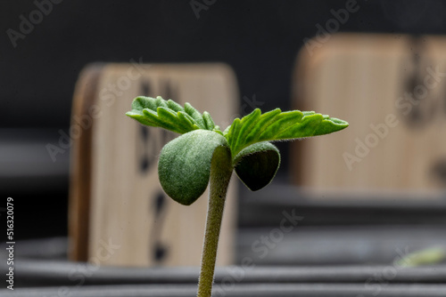 Cannabis Seedling 