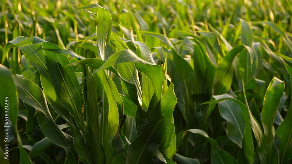 Obraz premium Green field of ripening corn, agricultural landscape. Young corn plants. Corn plantations at sunset. Against the backdrop of the sun.
