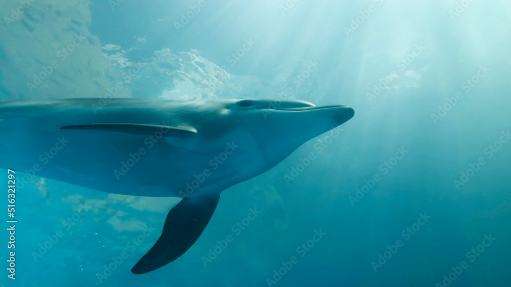 Fototapeta premium Young bottlenose dolphin swim under surface of the blue water in sunrayse