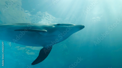Young bottlenose dolphin swim under surface of the blue water in sunrayse