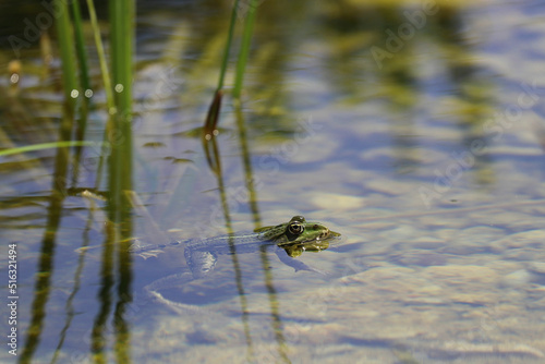 Kleiner Wasserfrosch schwimmt in einem Teich