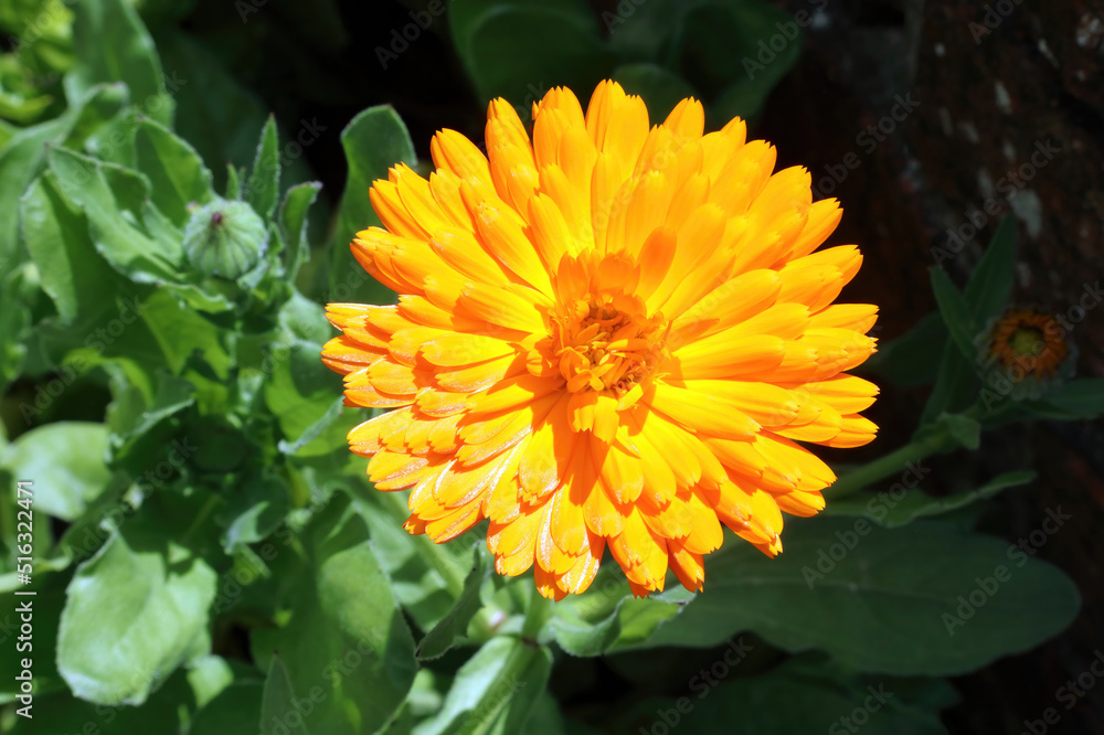 Close up of a sunlit Pot Marigold flower, Derbyshire England
Close up of a sunlit Pot Marigold flower, Derbyshire England