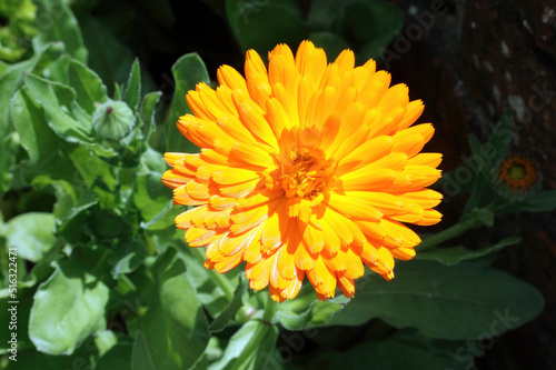 Close up of a sunlit Pot Marigold flower  Derbyshire England 