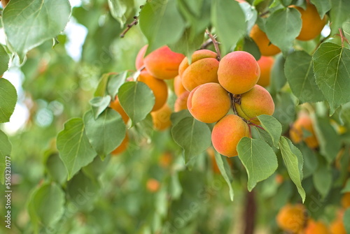A bunch of ripe apricots hanging on a tree in an orchard. apricot background.