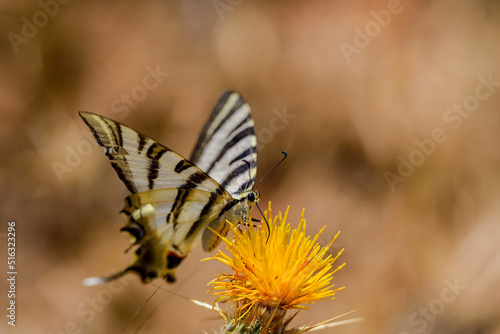 Iphiclides feisthamelii or the milksucker, is a species of Lepidoptera ditrisio of the family Papilionidae photo