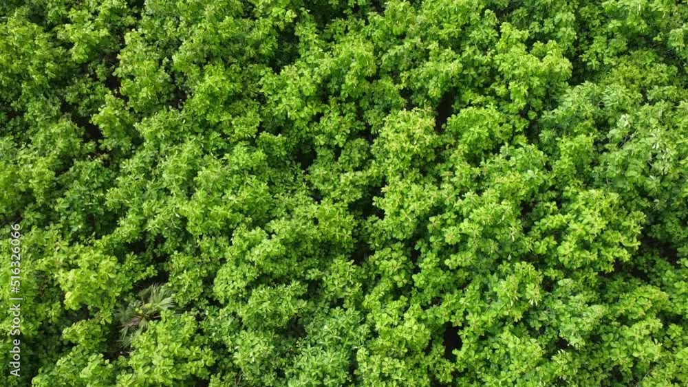 An aerial view of green trees in the rainy season in a tropical forest in rural northern Thailand. Zoom out texture in nature. Flight over woods, natural background in motion An aerial view of green trees in the rainy season in a tropical forest in rural northern Thailand. Zoom out texture in nature. Flight over woods, natural background in motion