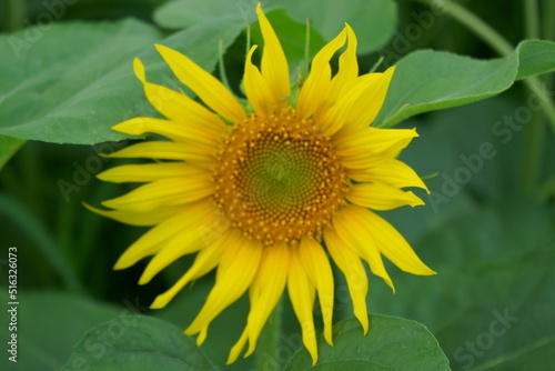 When it comes to the best summer flower  it is the sunflower 