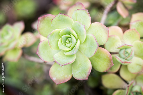 Leaf texture of Aeonium Kiwi or Aeonium haworthii. Natural background. Close-up to insert text. photo