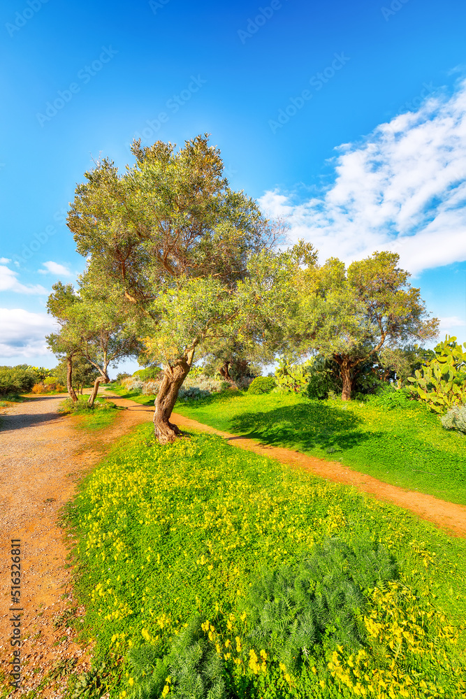 Fototapeta premium Blooming olive garden at Cape Milazzo during daytime.