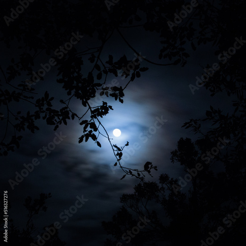 Moonlight behind a tree at night